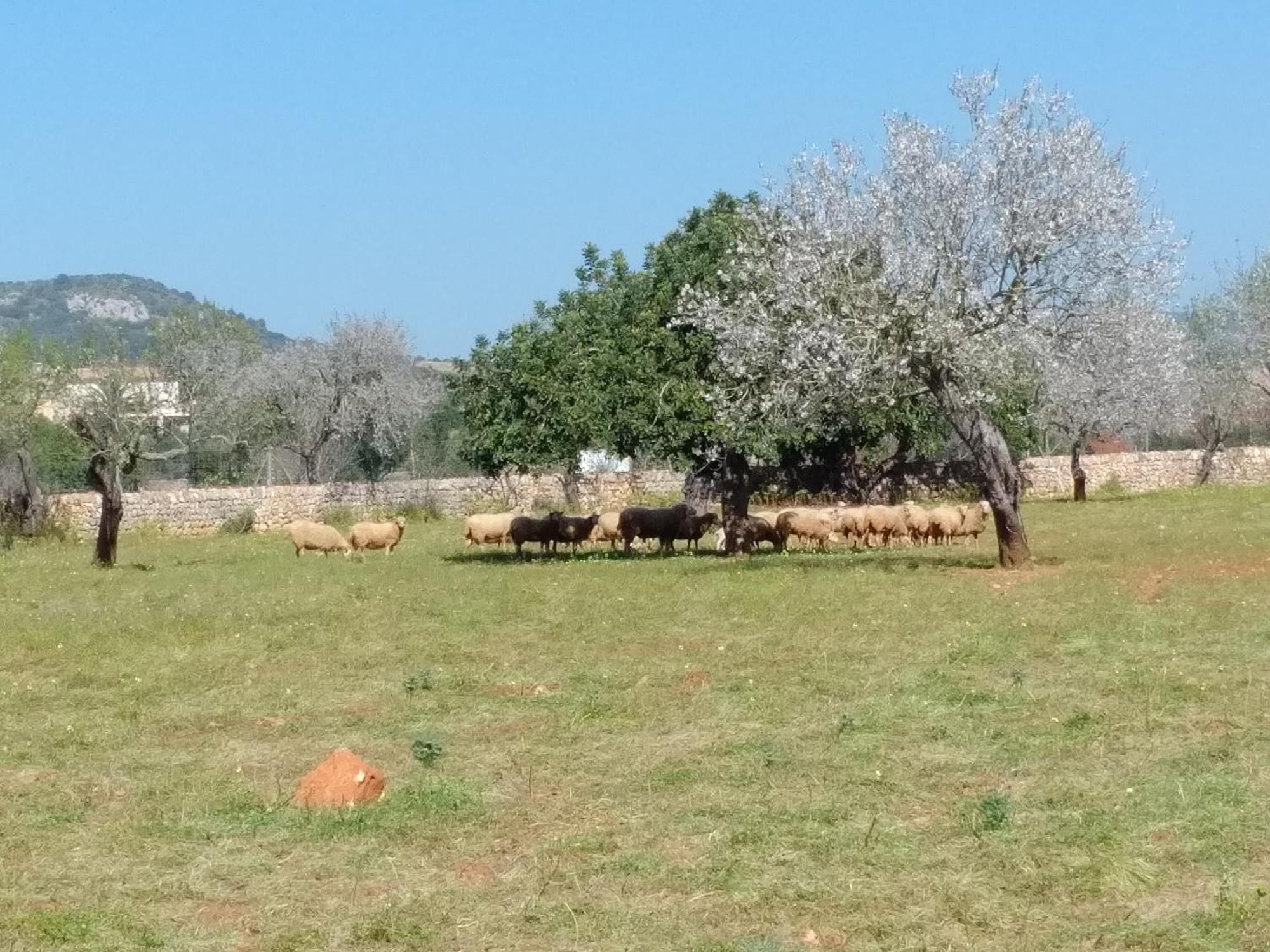 Finca Son Marimon (Adults Only) サンタニー エクステリア 写真