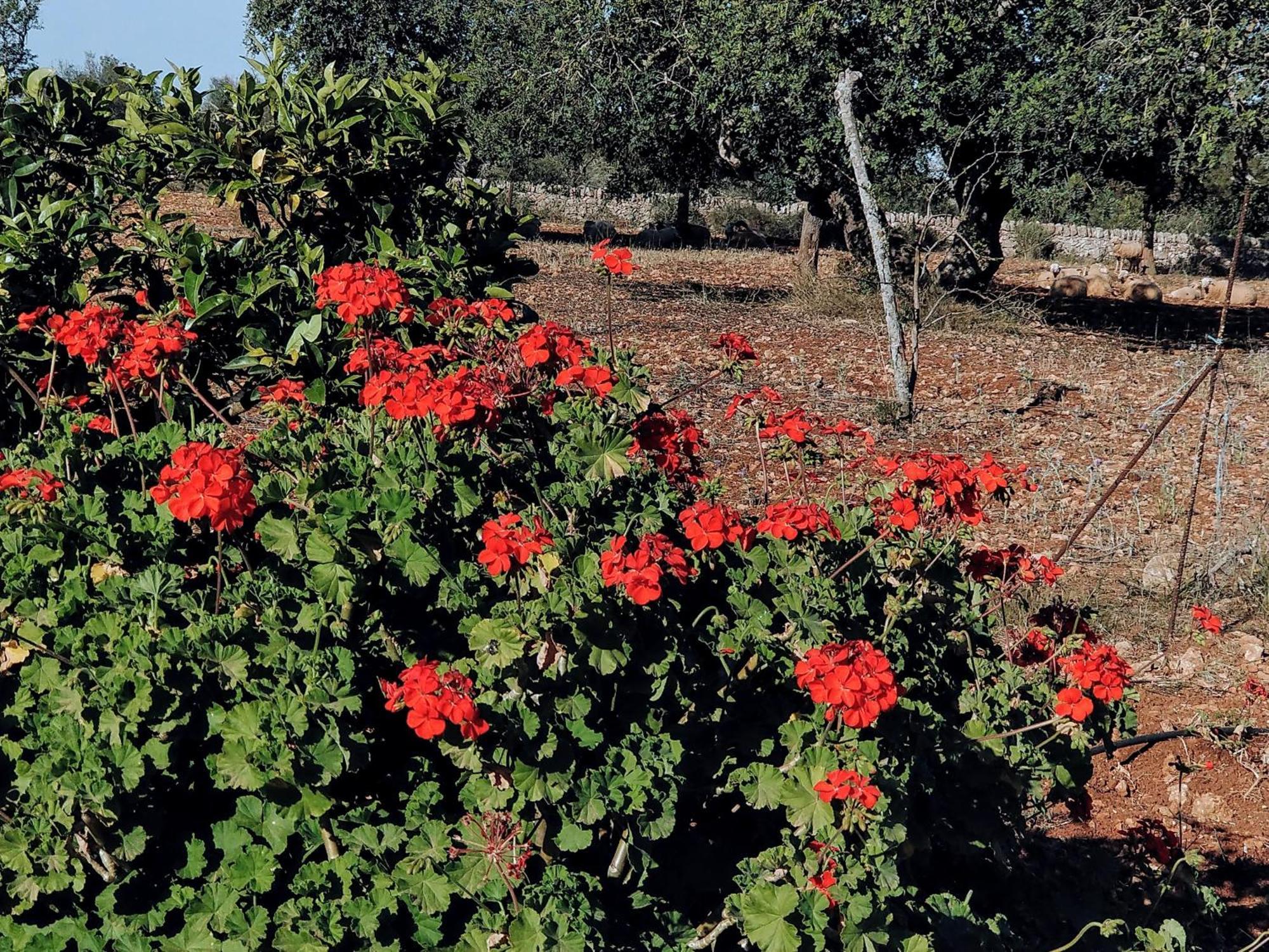 Finca Son Marimon (Adults Only) サンタニー エクステリア 写真